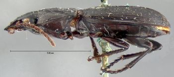 Media type: image;   Entomology 5607 Aspect: habitus lateral view